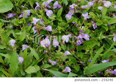Murasakishigeke (Famous for horse mackerel) Minamusa paddy spring Murasakishigeke (Famous for horse mackerel) Minamusa paddy spring 259240
