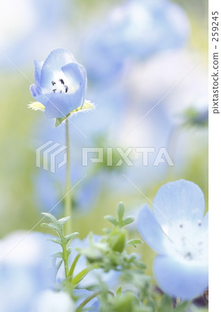 NemophilaⅡ NemophilaⅡ 259245