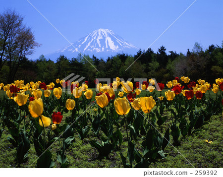 鬱金香和富士山 259392