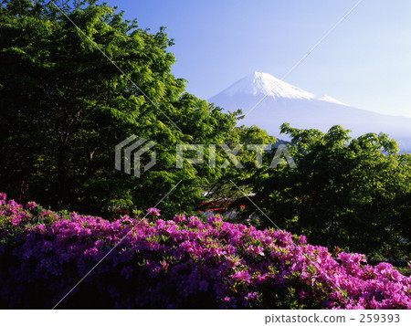 新鮮的綠色和富士山 259393