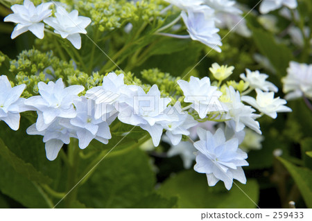 Hayate hydrangea / fireworks of Sumida Hayate hydrangea / fireworks of Sumida 259433