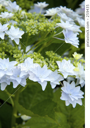 Hayate hydrangea / fireworks of Sumida Hayate hydrangea / fireworks of Sumida 259435