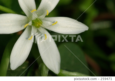 Onisogaramu Onisogaramu 259471