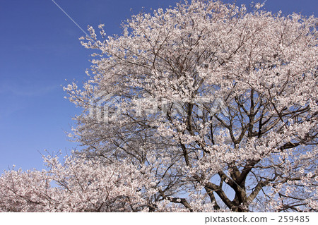 Kozakura Kozakura 259485