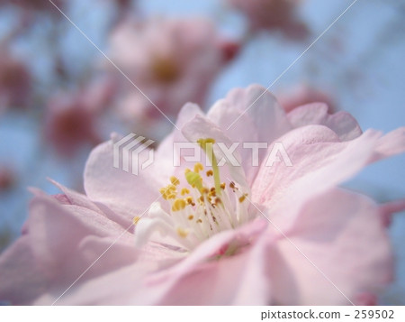 春天開花的樹木 春天開花的樹木 259502