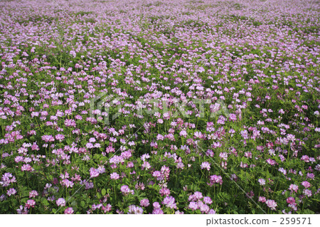 Spring full bloom  259571