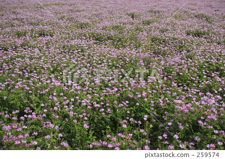 Spring full bloom  259574