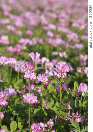 Spring full bloom  259580