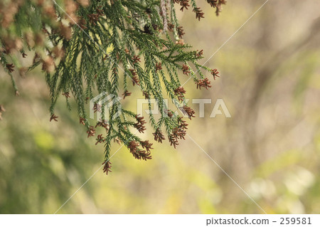 Cedar blossoms bud Cedar blossoms bud 259581