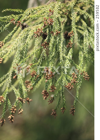 Cedar blossoms bud Cedar blossoms bud 259582
