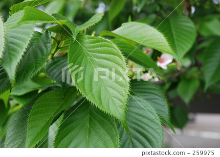 Oshimazakura (Raku-en) Menuma paddy · spring 259975