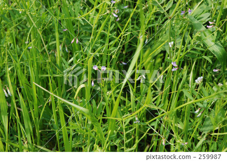 Pueraria pea (legume) Menuma paddy · spring 259987