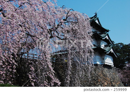 Castle and waterfall cherry blossoms 259999