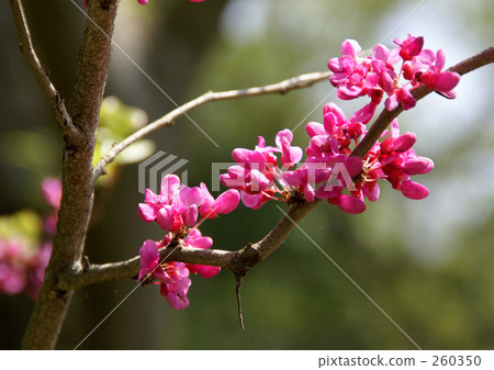 Hanazu Ow Hanazu Ow 260350