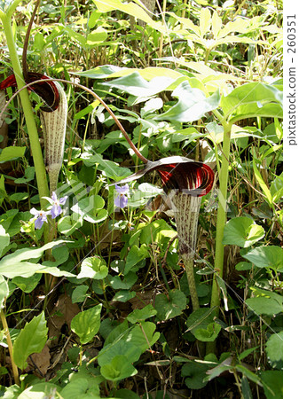 天南星黑松亞種。玉手 260351