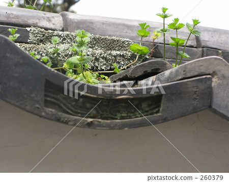 Medicinal herb garden on the roof 260379