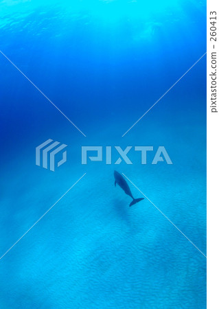 Dolphins in the blue 260413