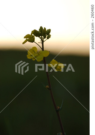 Yellow flowers in the spring river 260460