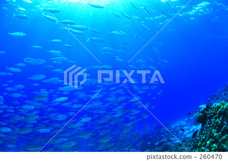 A group of fish 260470