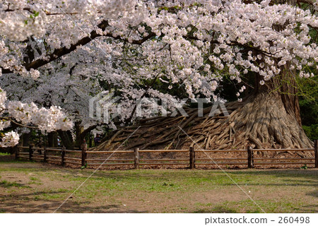 Cherry blossoms and big ginkgo Cherry blossoms and big ginkgo 260498