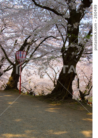 Cherry blossoms 260499