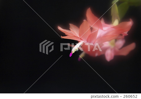 Shakobasababuten 260652