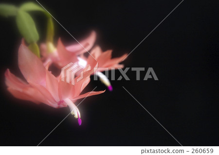 Shakobasababuten 260659