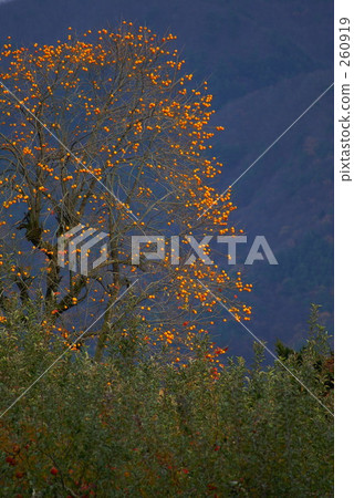 與橡樹的風景 與橡樹的風景 260919