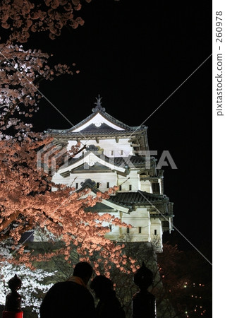 夜晚的櫻花 夜晚的櫻花 260978