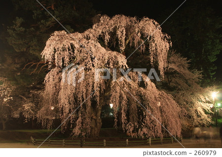 下垂的櫻桃樹 下垂的櫻桃樹 260979