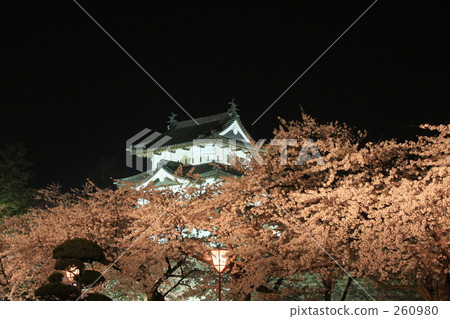 夜晚的櫻花 260980