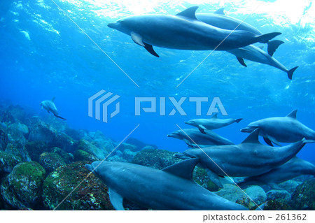 A group of dolphins passing by 261362