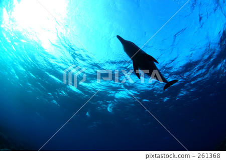 A dolphin flying in the sky 4 A dolphin flying in the sky 4 261368