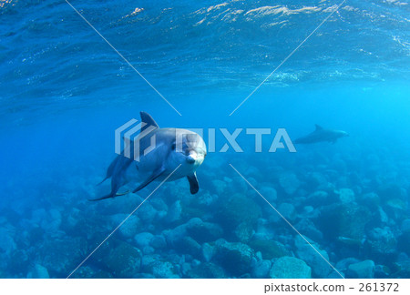 I see this dolphin 2 I see this dolphin 2 261372