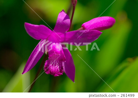 Silane-02 Silane-02 261499