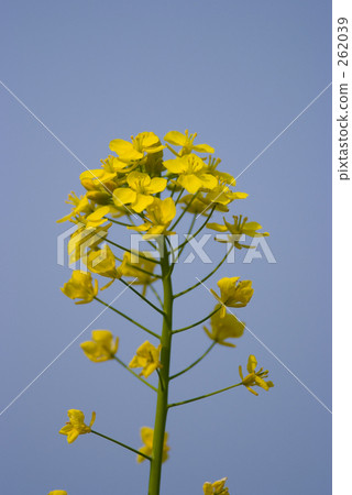 Rape blossoms 262039