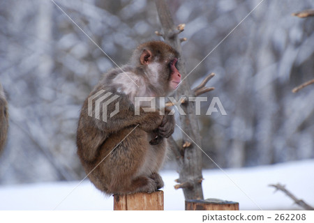 觀眾 聽眾 軟化 262208