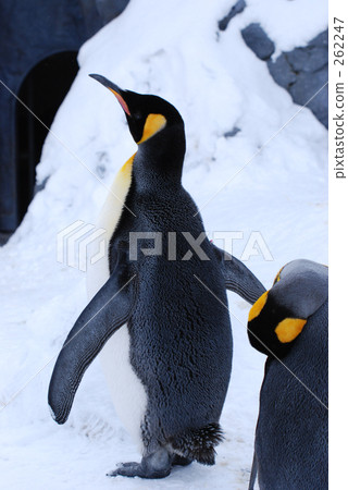 友好 旭山動物園 觀眾 262247