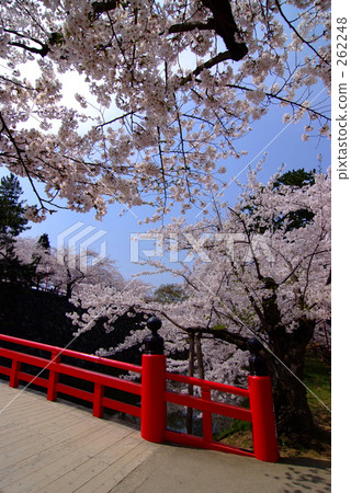 櫻花祭 護城河 運河 262248