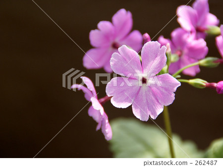 報春花 報春花 262487