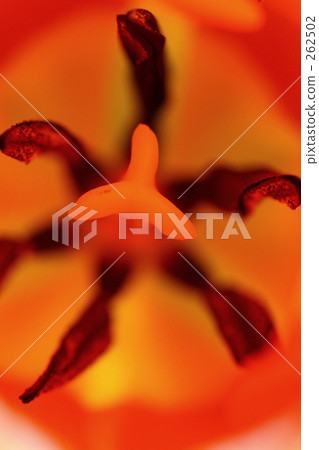 pistil, tulipa, day 262502