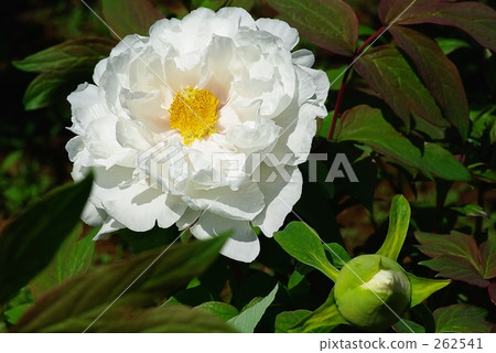 Button - White - 02 Button - White - 02 262541