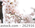 Cherry Blossoms	 262916