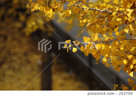 Yellow leaves 263789