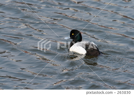 一隻麻雀 一隻麻雀 263830