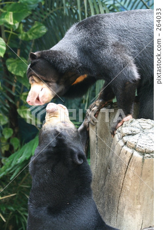 Tympan of a bear bear 264033