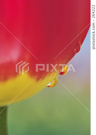 賞花 賞櫻 花園 264222