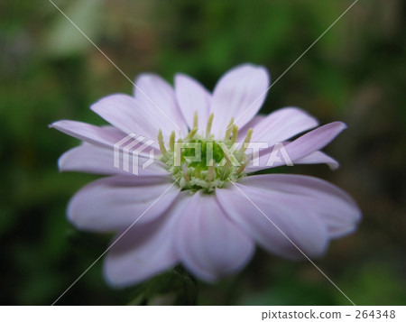 Miyako Wasure的微弱夢想 264348