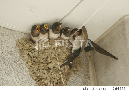 begging, child-raising, parenting 264451