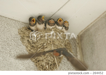 begging, child-raising, parenting 264452